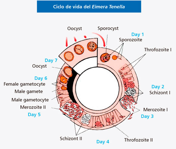 ciclo de vida de eimera tenella