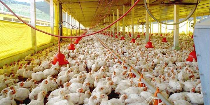 Las enfermedades más comunes en los pollos de engorde | CKM PERÚ