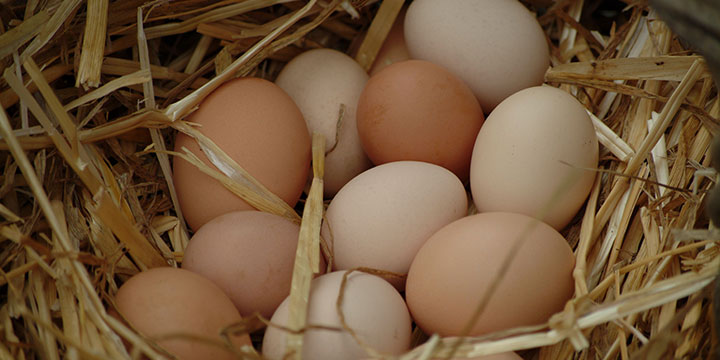 gallinero seguro para poner huevos