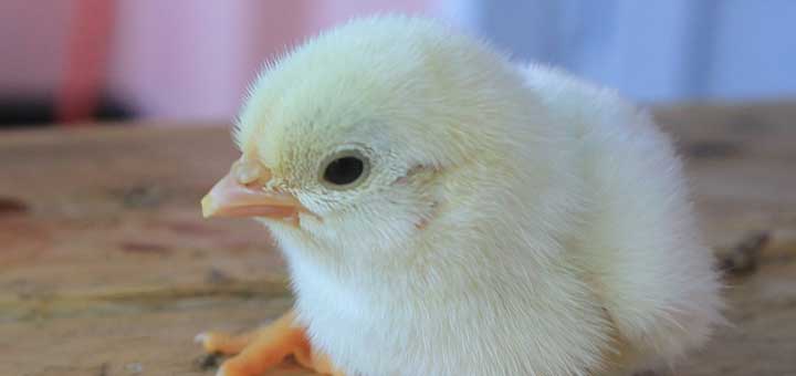Los antibióticos o antimicrobianos son importantes en la producción de pollo