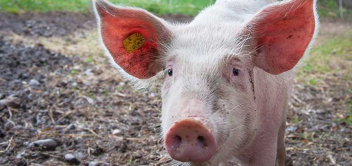 Las costras y manchas sin signos evidentes de epidermitis exudativa porcina. 