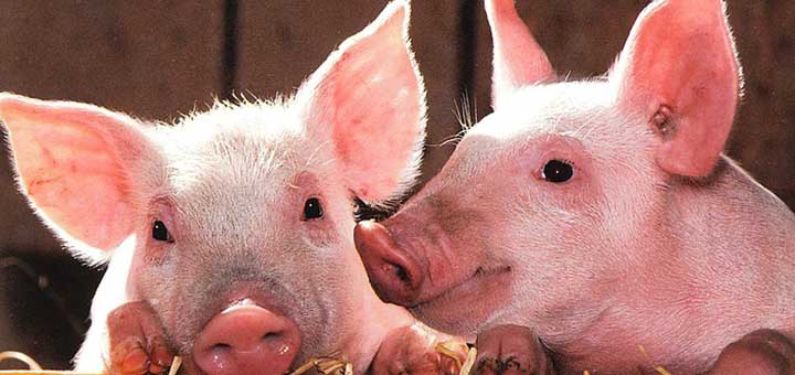 La prevención es una buena manera de evitar la epidermitis exudativa porcina