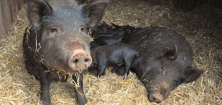 Las enfermedades en cerdos incluyen afecciones respiratorias
