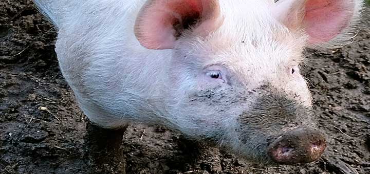 La epidermitis exudativa porcina se puede evitar con la higiene adecuada
