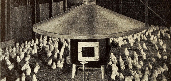  incubación tradicional de pollo broiler