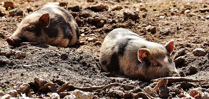 Criar cerdos implica olores desagradables