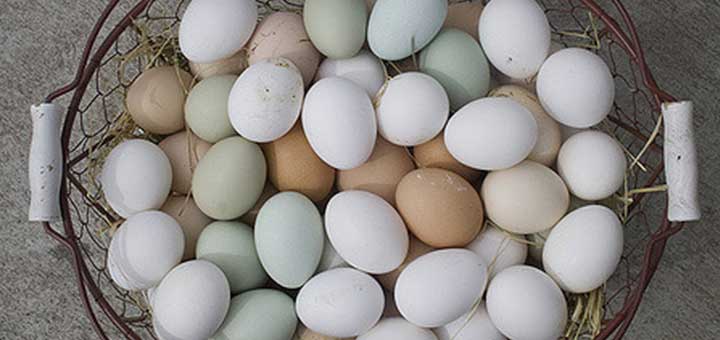 Huevos frescos y aves de corral