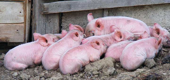 Bioseguridad en crianza de cerdos