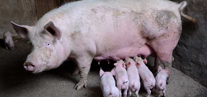 Crianza de cerdos y bioseguridad