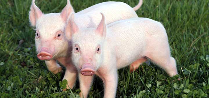 Las enfermedades entéricas afectan a los cerdos