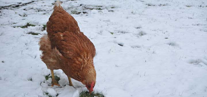 La producción de huevos baja en invierno