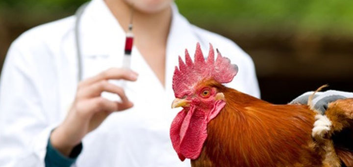 Antibióticos macrólidos para pollos