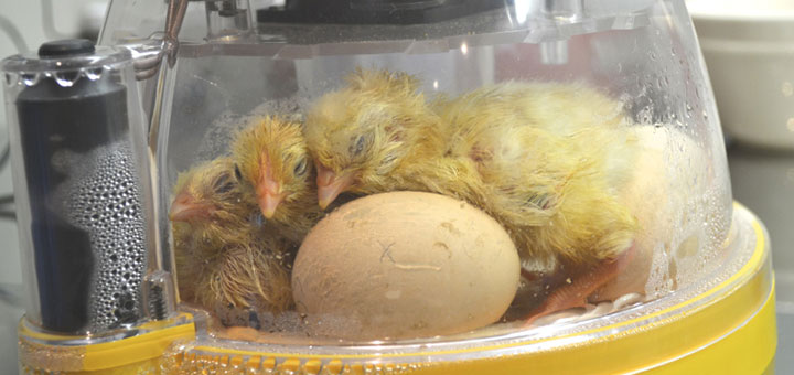 pollos en incubadora