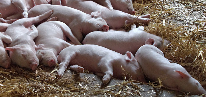 enzimas digestivas en la crianza de cerdos 