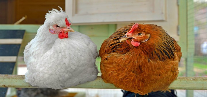 Inmunoestimulantes para la producción avícola 