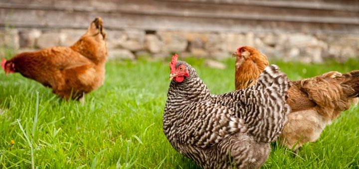 Invertir en la producción pecuaria avícola 