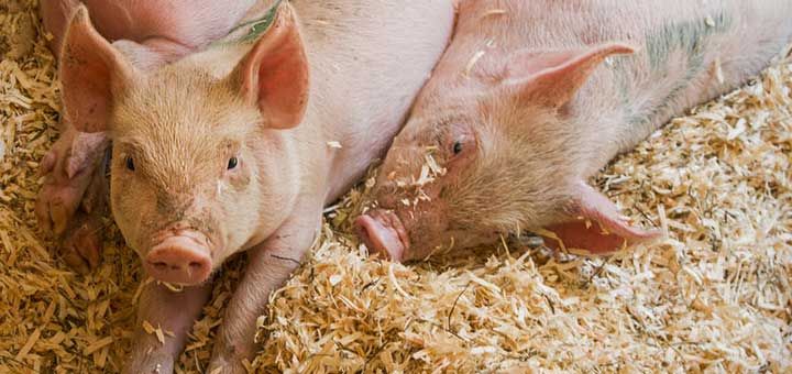 Invertir en la producción pecuaria porcina