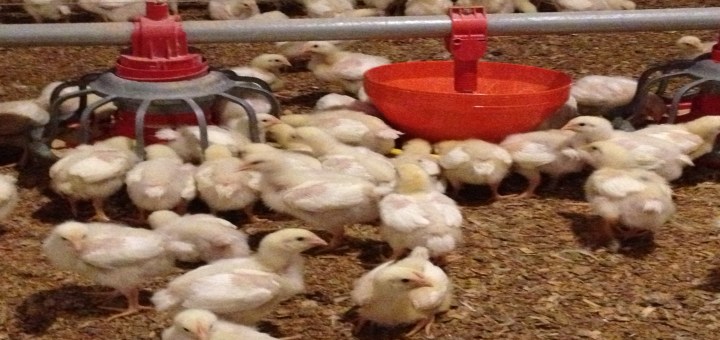 Estrategia de alimentación para pollos broiler 